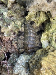 Acanthopleura granulata