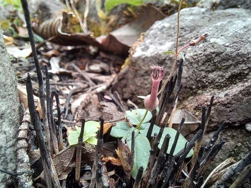 Ceropegia leptotes image