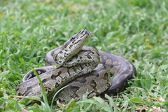 Python natalensis