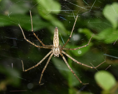 Euprosthenops