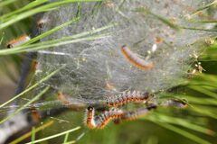 Thaumetopoea pityocampa