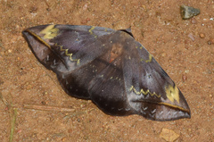 Hypopyra capensis