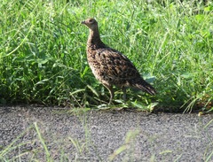 Phasianus versicolor