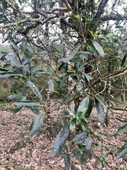 Symplocos glauca