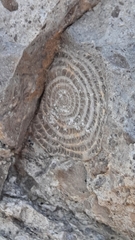 Nummulites