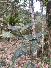 Symplocos glauca