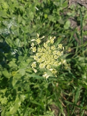 Tordylium trachycarpum