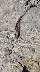 Nummulites