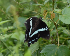Papilio nireus