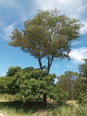 Pterocarpus angolensis
