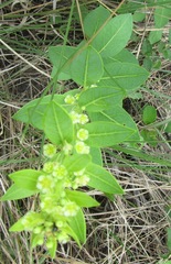 Clutia hirsuta