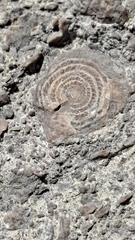 Nummulites