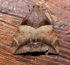 Achaea