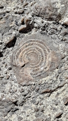 Nummulites