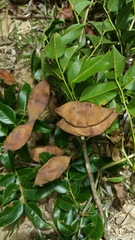 Dalbergia madagascariensis image