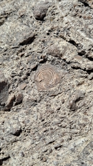 Nummulites