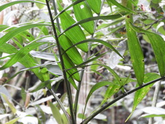 Chamaedorea linearis