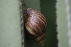 Lissachatina immaculata