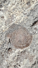 Nummulites