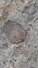 Nummulites