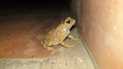 Duttaphrynus melanostictus