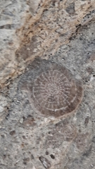 Nummulites