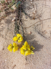 Linaria polygalifolia