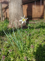 Narcissus poeticus