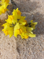 Linaria polygalifolia