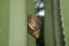 Lissachatina immaculata