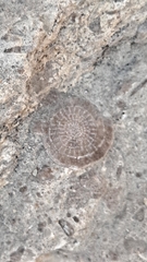 Nummulites
