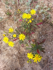 Senecio gallicus