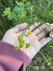 Nidorella
