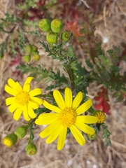 Senecio gallicus