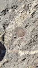 Nummulites