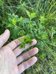 Nidorella