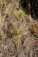 Afrocarpus falcatus