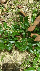 Dalbergia madagascariensis image