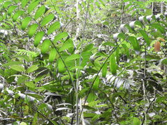 Chamaedorea linearis