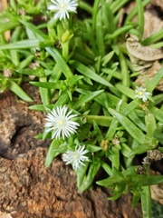 Delosperma herbeum