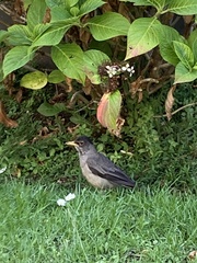 Turdus falcklandii magellanicus