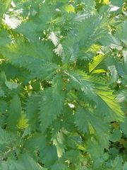 Urtica pilulifera