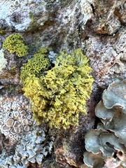 Polycauliona ucrainica