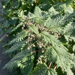 Urtica pilulifera