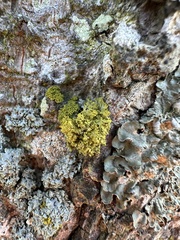 Polycauliona ucrainica