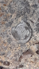 Nummulites