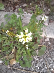Cardamine hirsuta