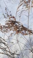 Artemisia abrotanum