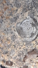 Nummulites