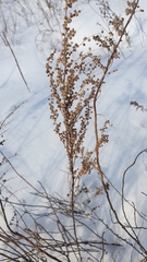 Artemisia abrotanum